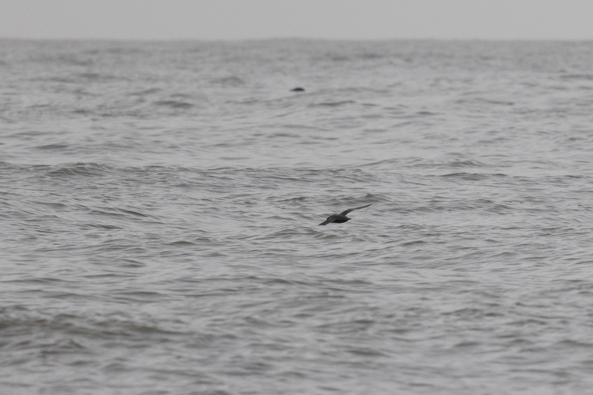 Sooty Shearwater - ML638468563