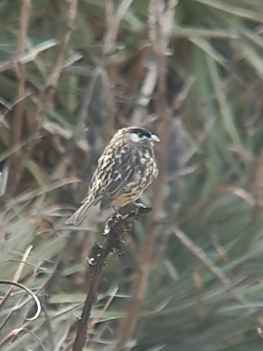 White-cheeked Cotinga - ML638468569