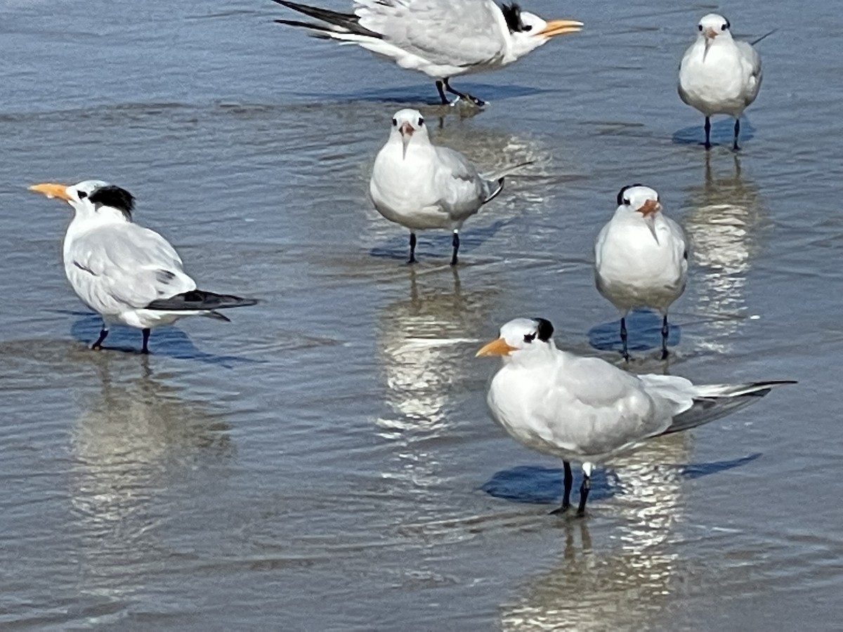 Royal Tern - ML638468578