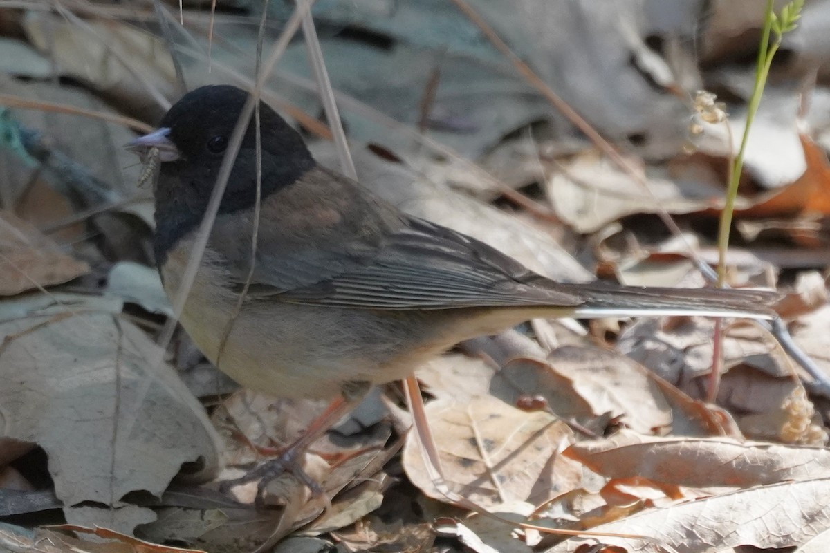 Dark-eyed Junco - ML638468580