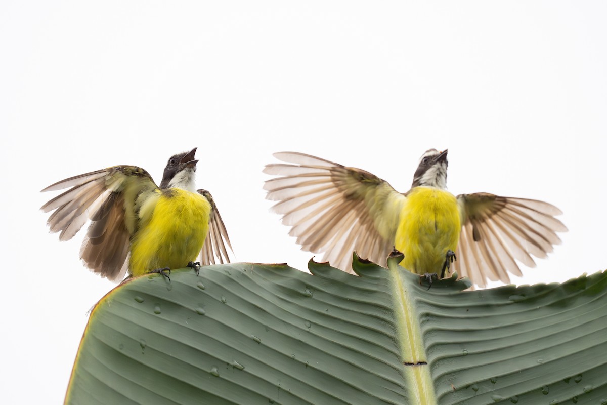 Rusty-margined Flycatcher - ML638468585