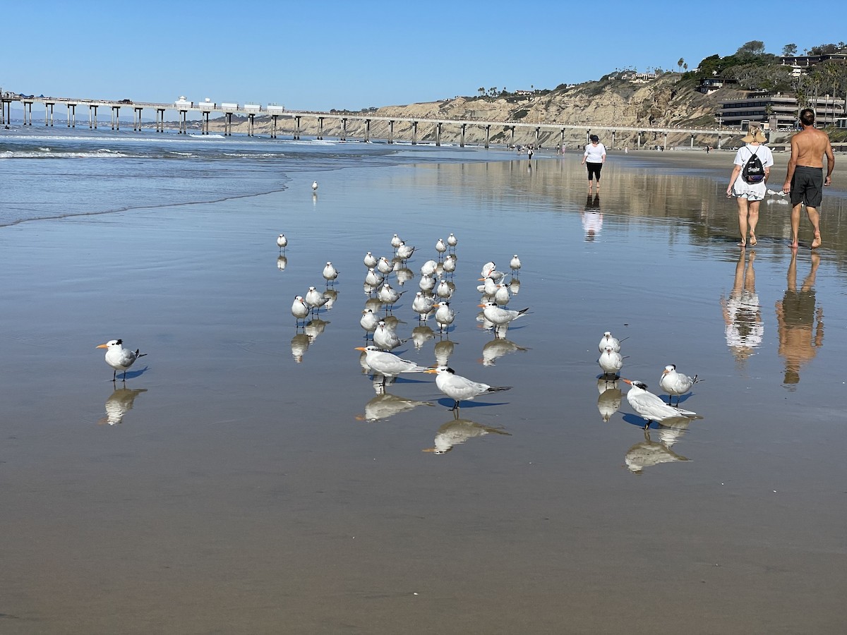 Royal Tern - ML638468587