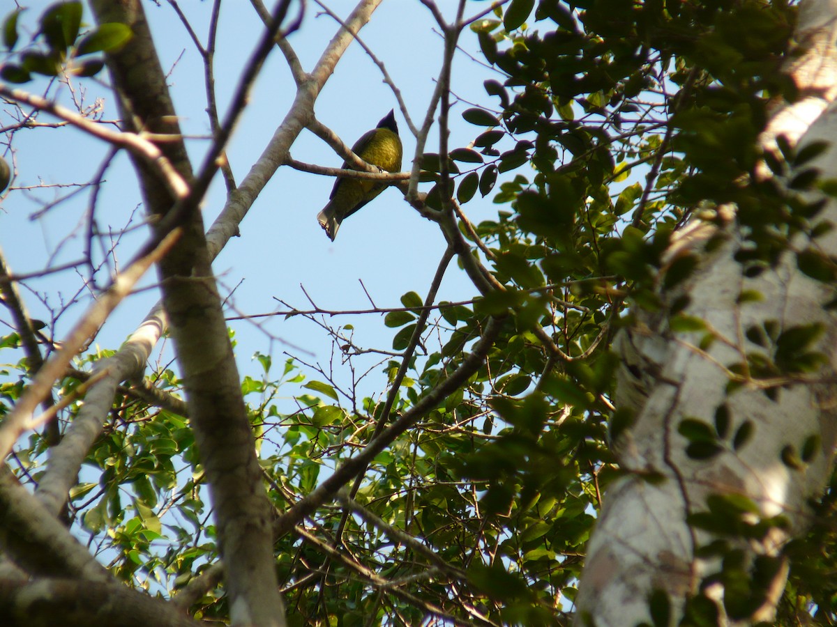 Black-headed Berryeater - ML638468588