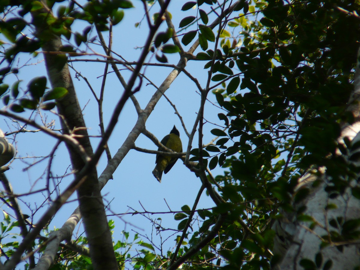 Black-headed Berryeater - ML638468589