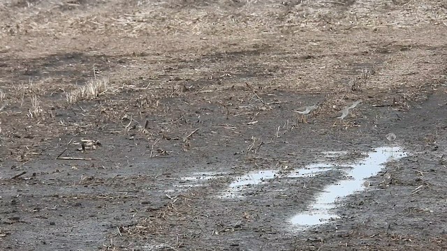 American Golden-Plover - ML638468593