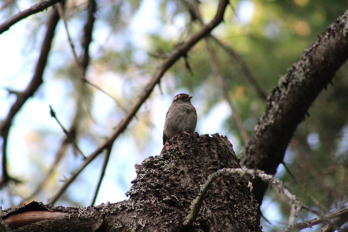 White-throated Sparrow - ML638468618