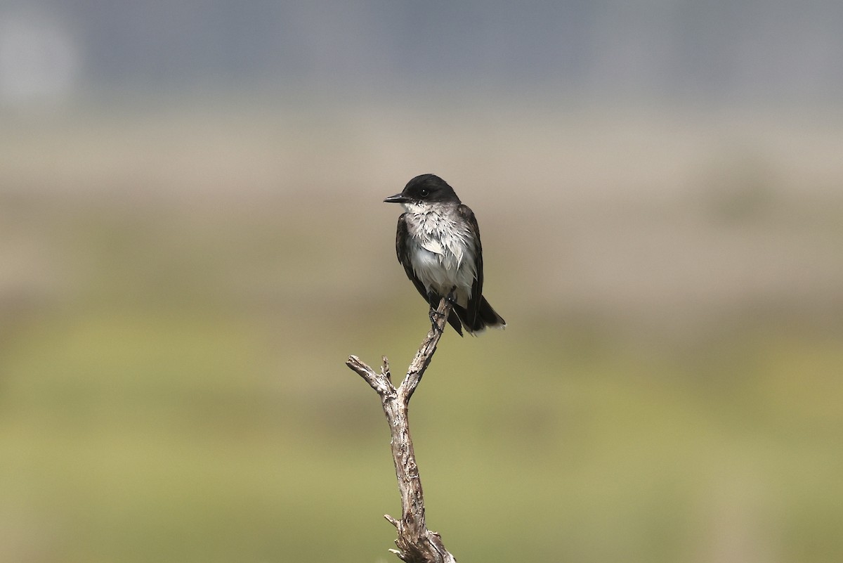 Eastern Kingbird - ML638468621