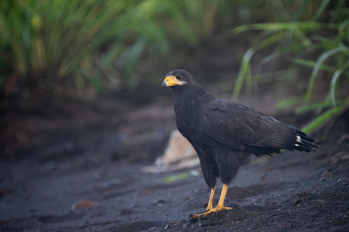 Common Black Hawk - ML638468625