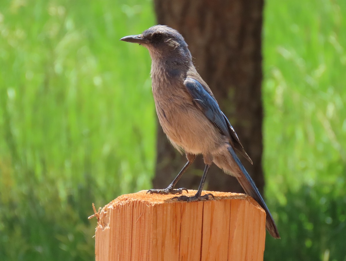 Woodhouse's Scrub-Jay - ML638468652