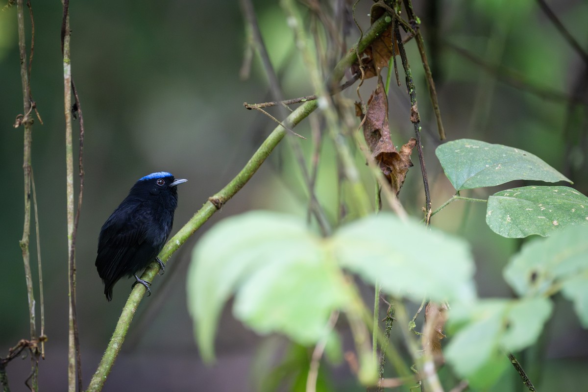Velvety Manakin - ML638468665