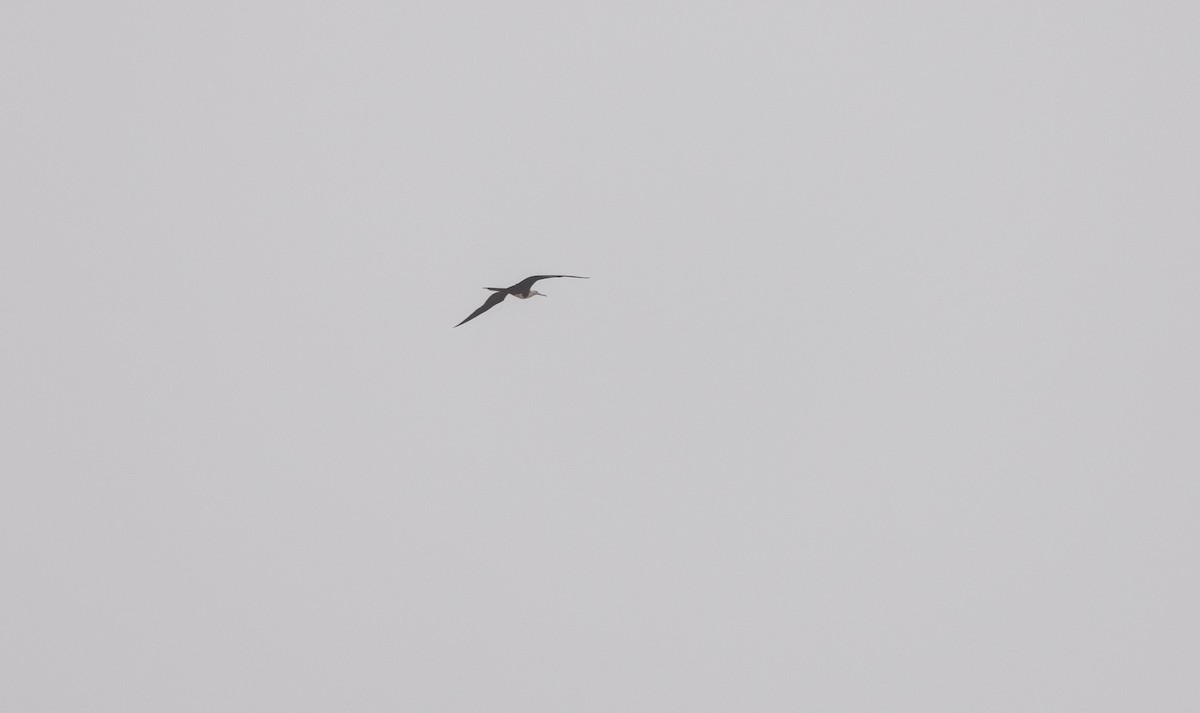 Magnificent Frigatebird - ML638468710