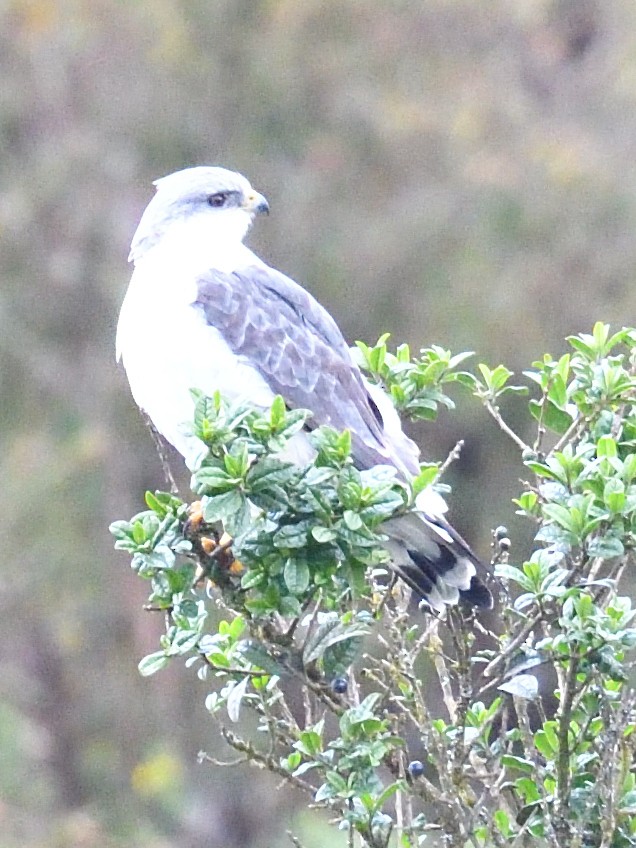 Variable Hawk (Variable) - ML638468732