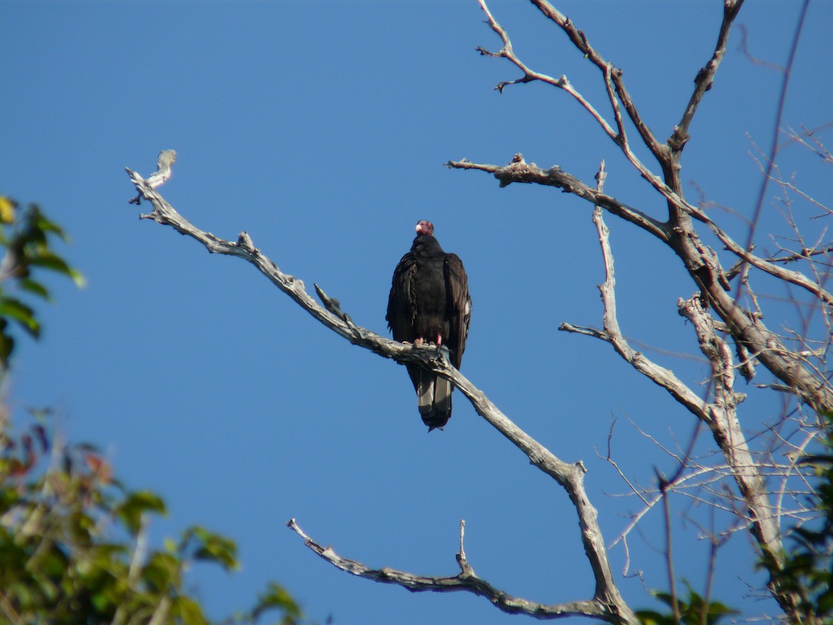 Turkey Vulture - ML638468754
