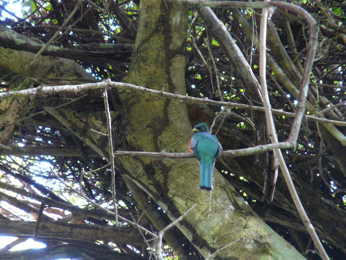 Collared Trogon - ML638468801