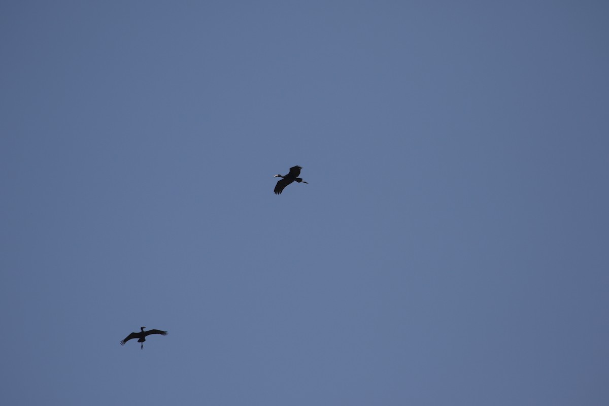 African Openbill - ML638468852