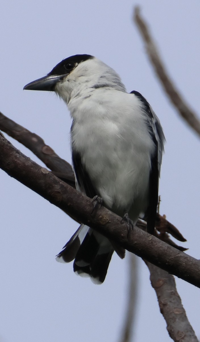 Black-crowned Tityra - ML638468853