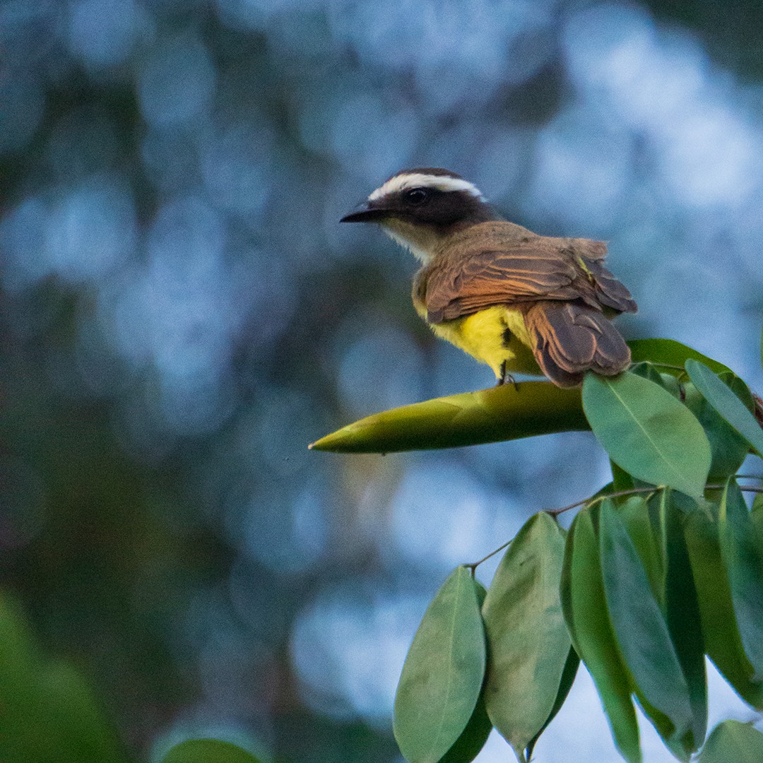 Rusty-margined Flycatcher - ML638468857