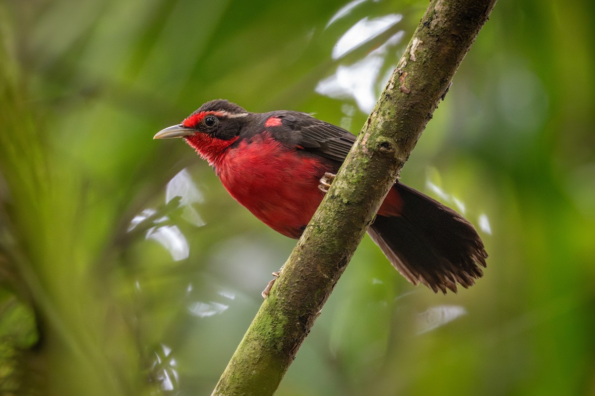 Rosy Thrush-Tanager - ML638468859