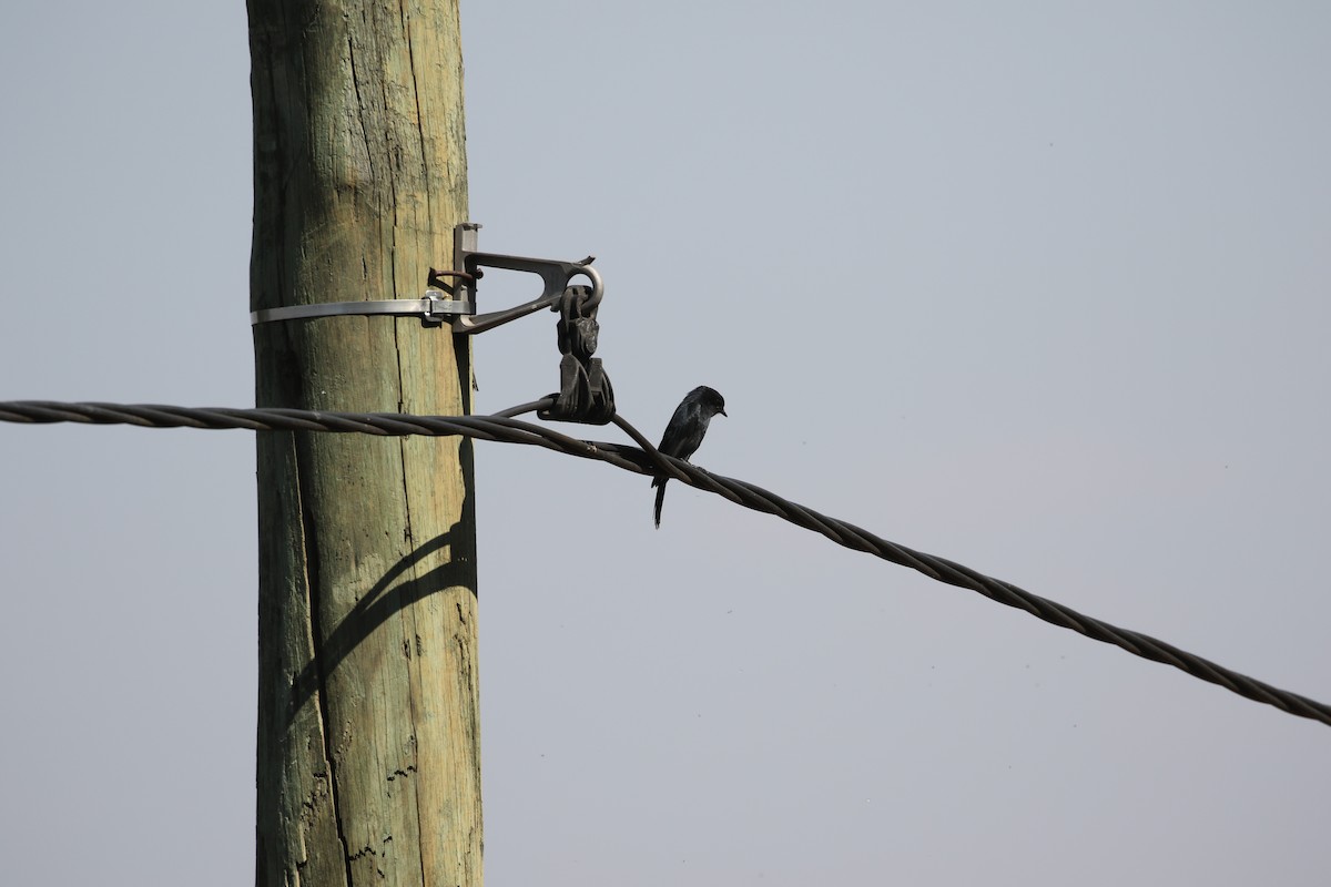 Southern Black-Flycatcher - ML638468874