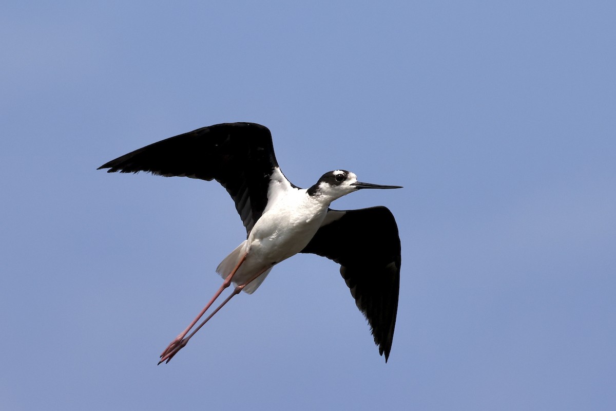 Black-necked Stilt - ML638468877
