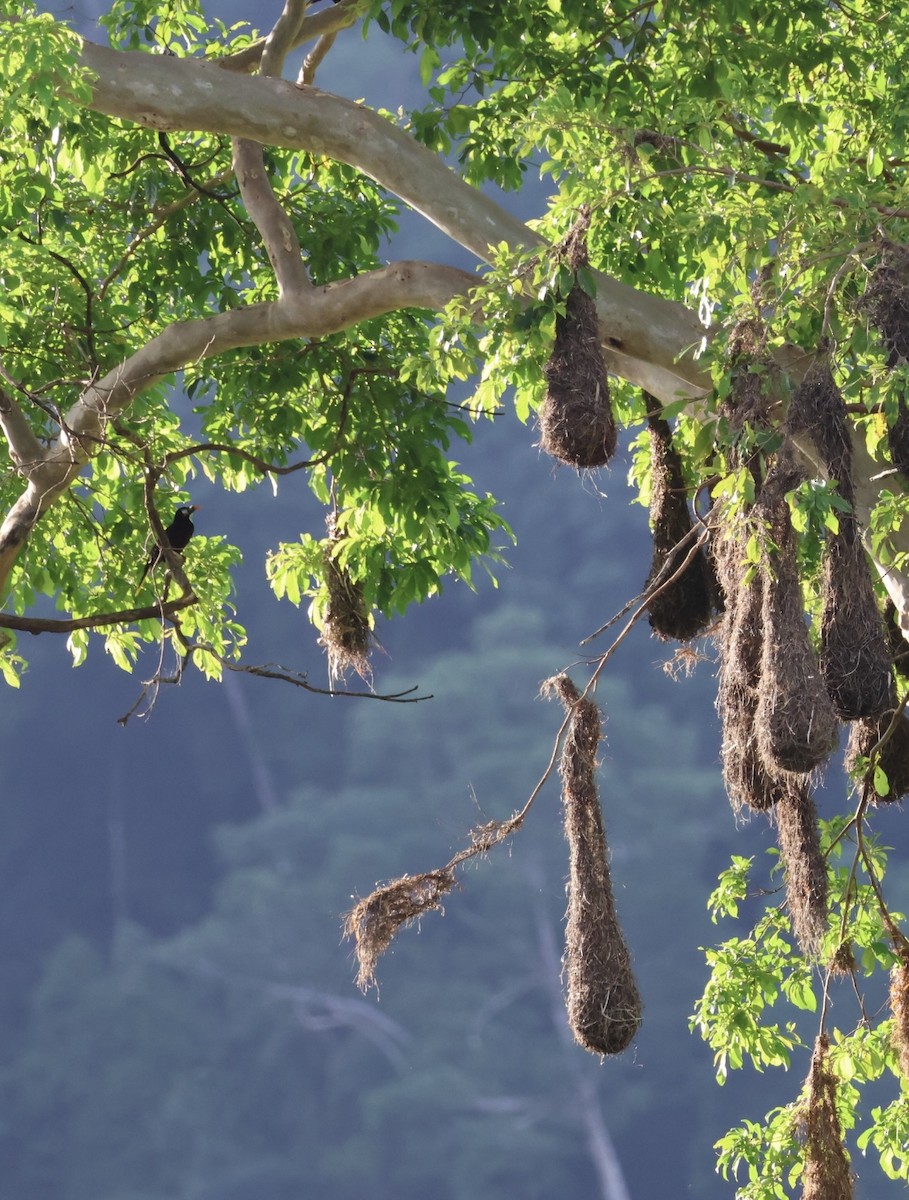 Montezuma Oropendola - ML638468882