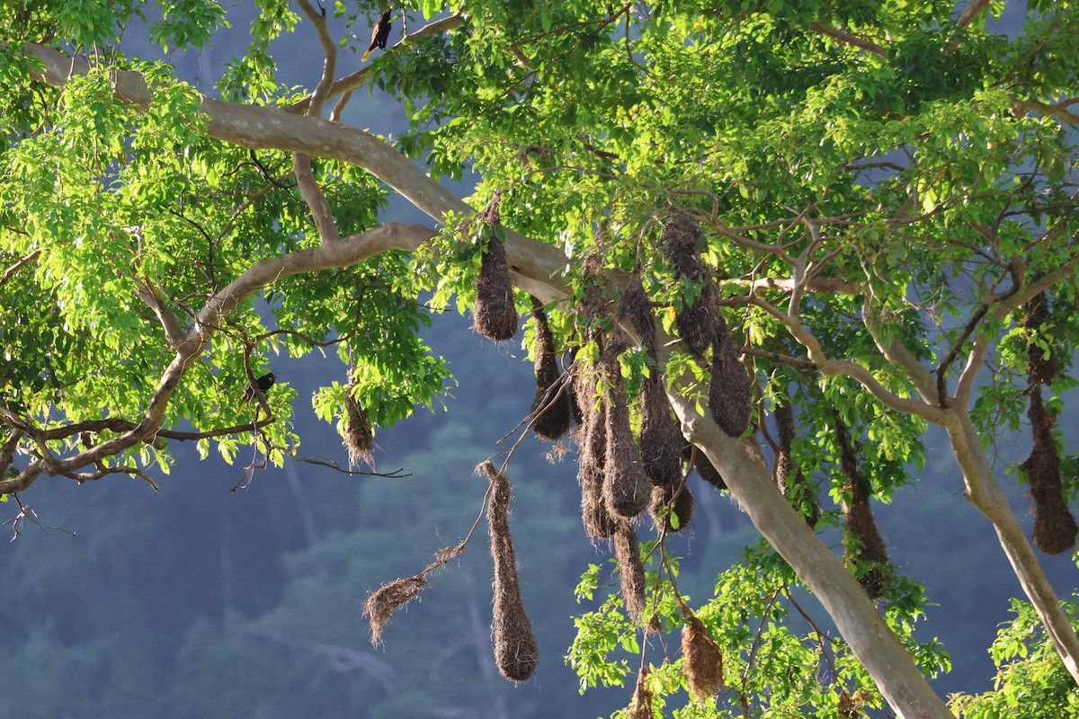 Montezuma Oropendola - ML638468883