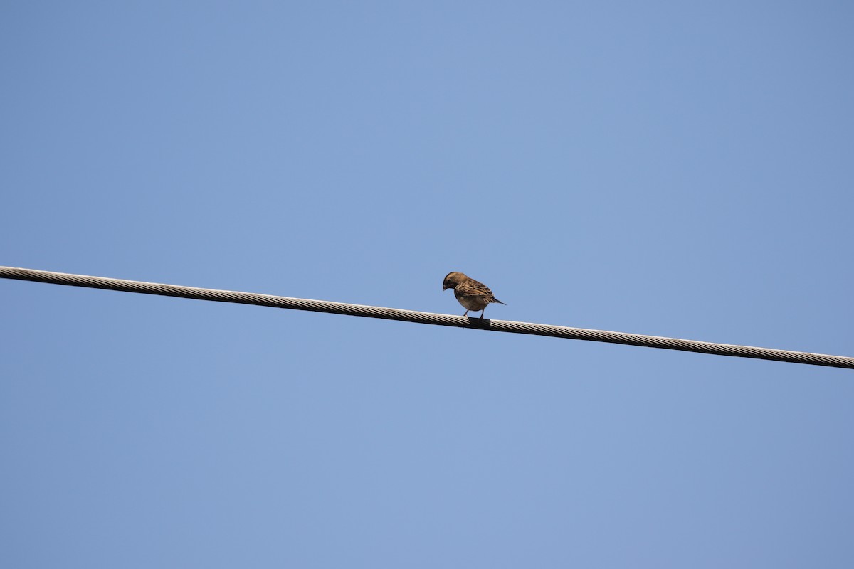 House Sparrow - ML638468903
