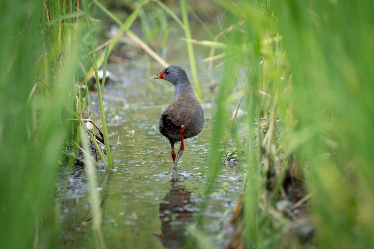 Paint-billed Crake - ML638468913