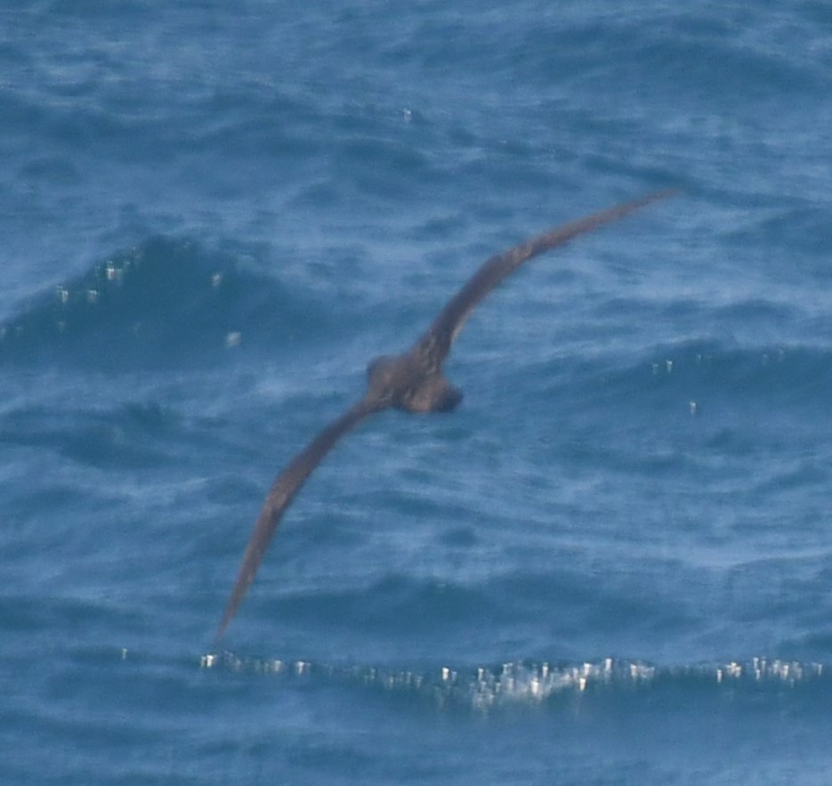 Wedge-tailed Shearwater - ML638468937