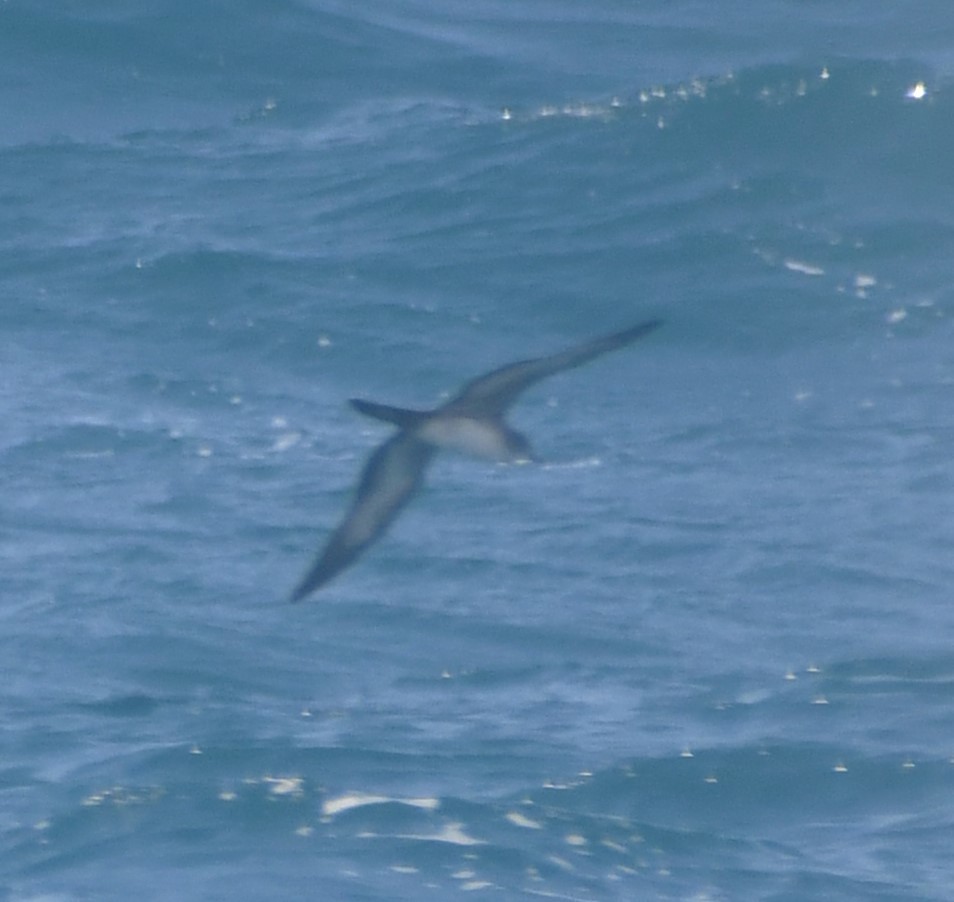 Wedge-tailed Shearwater - ML638468938
