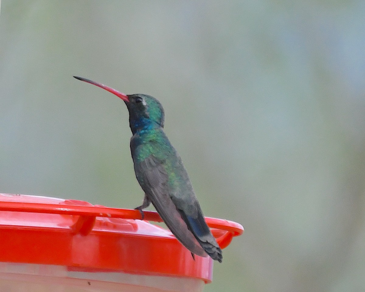 Broad-billed Hummingbird - ML638468964