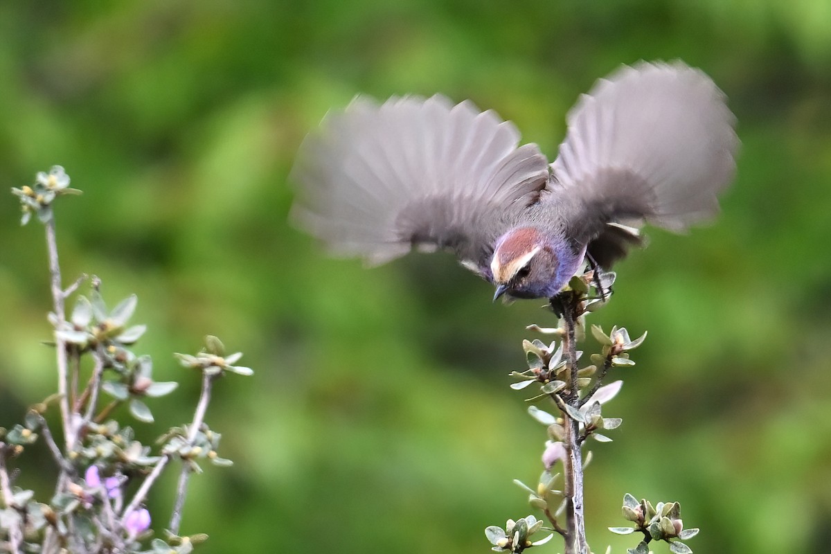 White-browed Tit-Warbler - ML638468973