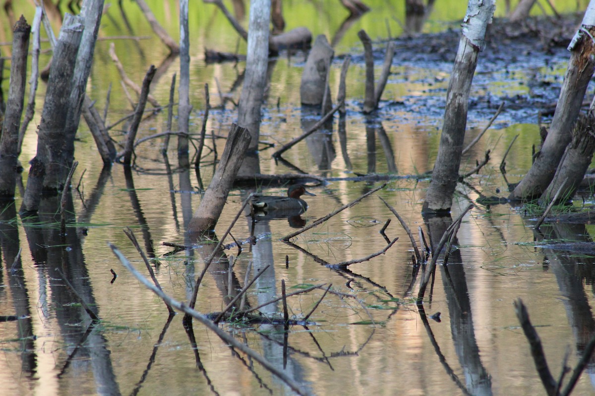 Green-winged Teal - ML638468982