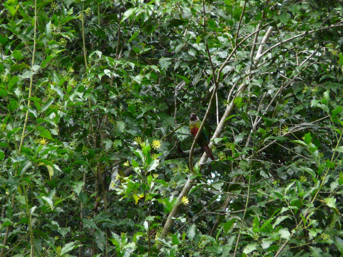 Maroon-faced Parakeet - ML638468983