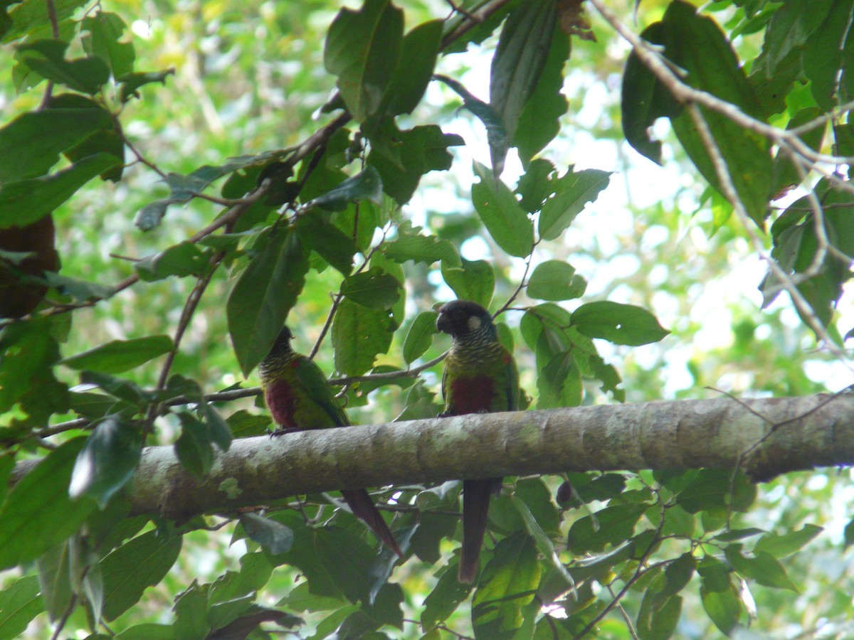 Maroon-faced Parakeet - ML638468984