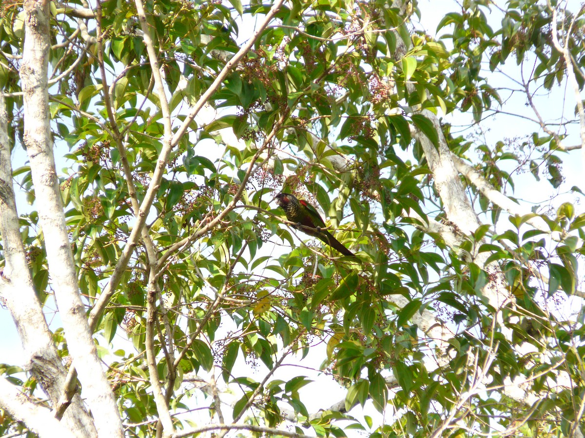 Maroon-faced Parakeet - ML638468985