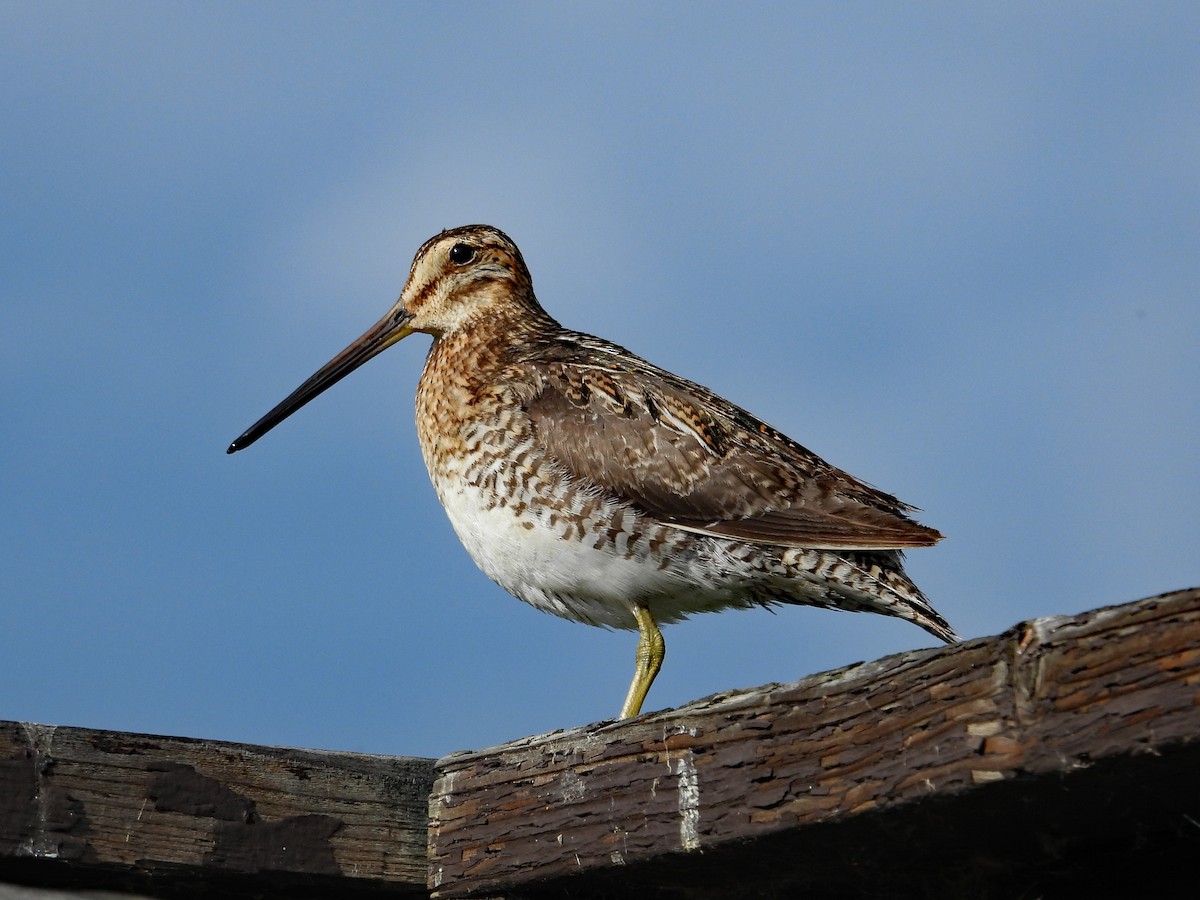 Wilson's Snipe - ML638469019