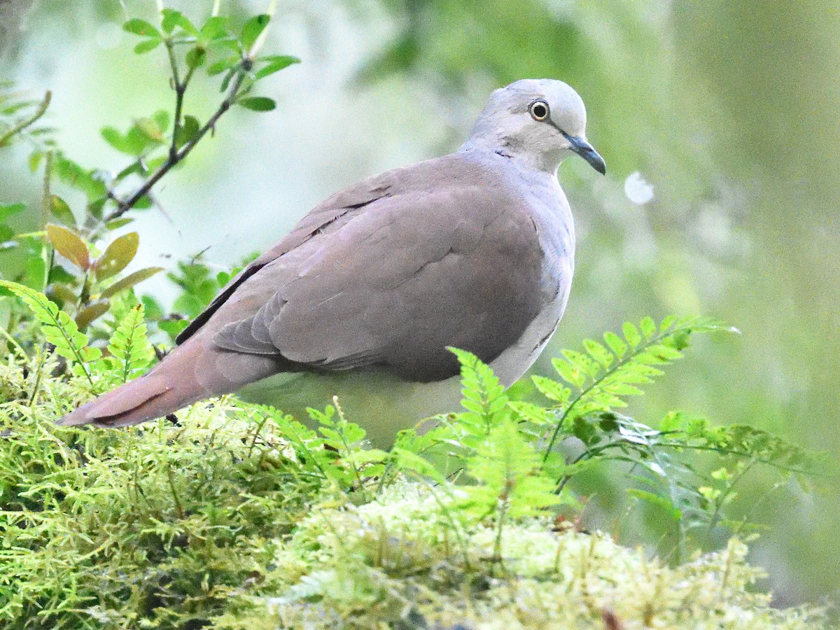 Pallid Dove - ML638469026