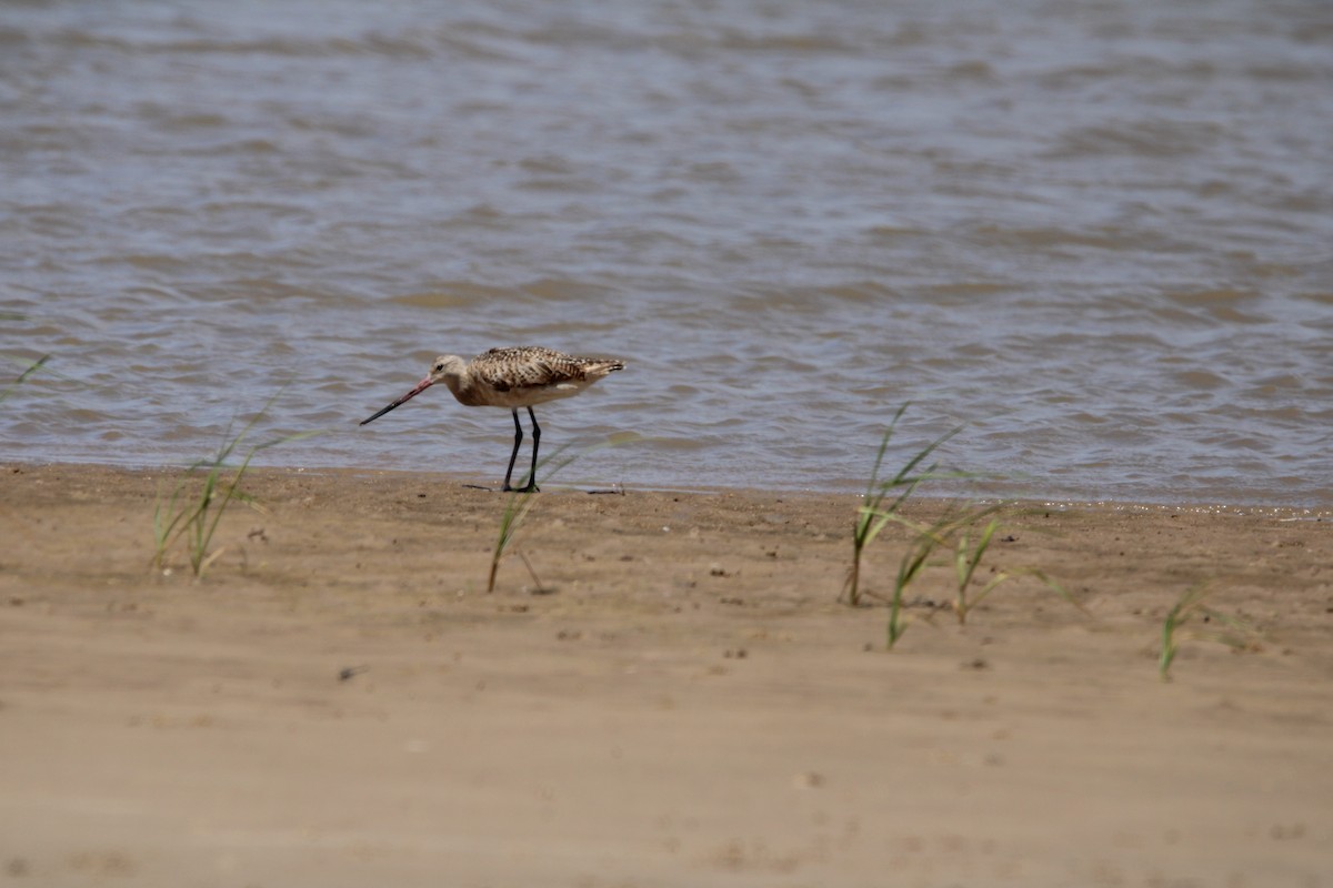 Marbled Godwit - ML638469027