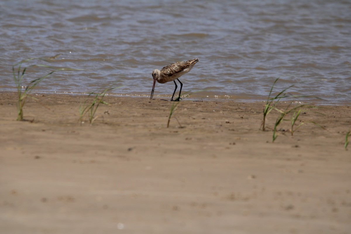 Marbled Godwit - ML638469028
