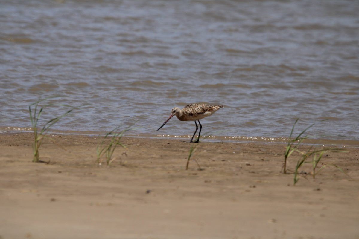 Marbled Godwit - ML638469029