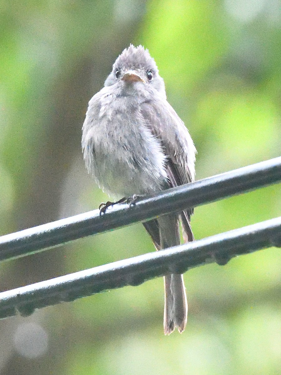Smoke-colored Pewee - ML638469033
