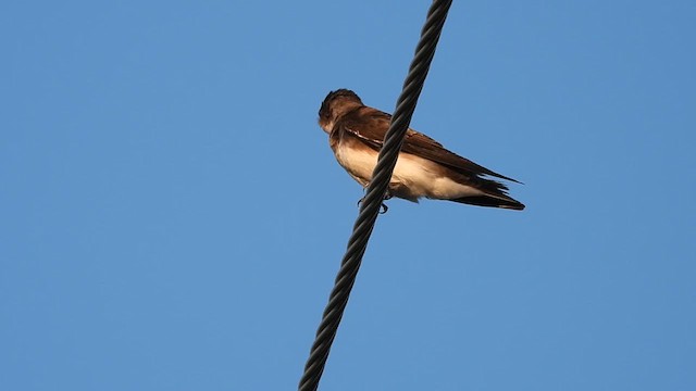 Bank Swallow - ML638469099