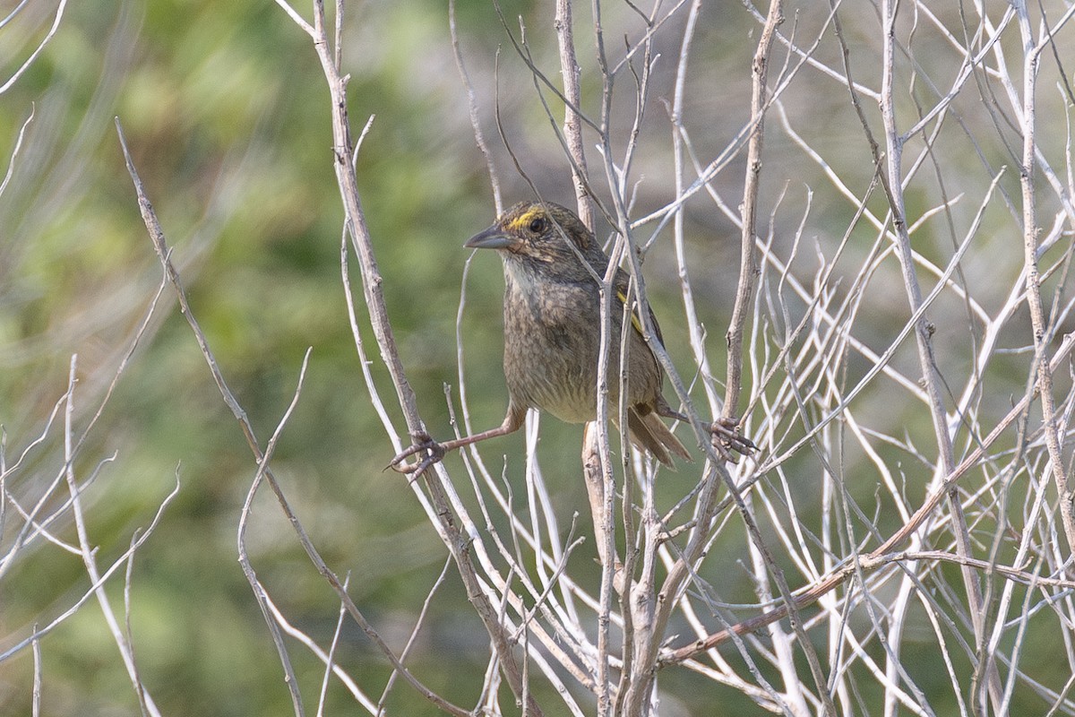 Seaside Sparrow - ML638469107