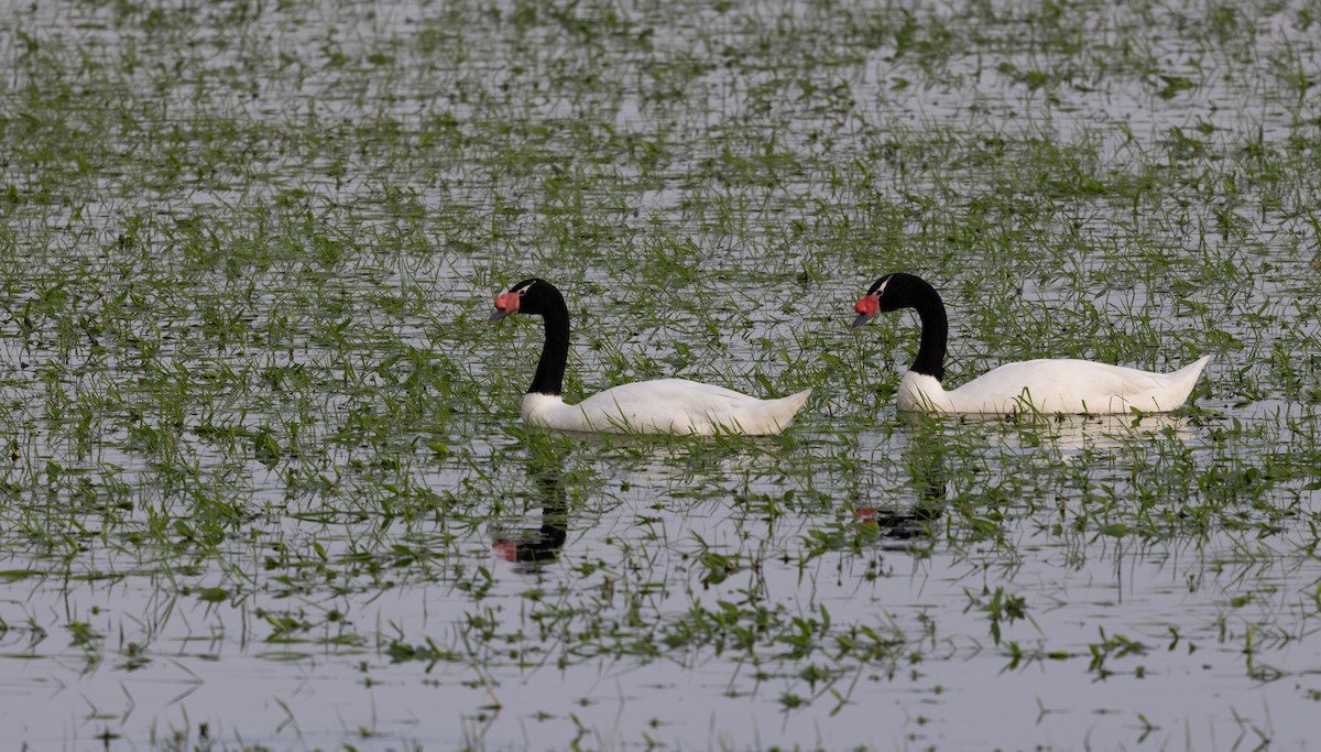 Black-necked Swan - ML638469140