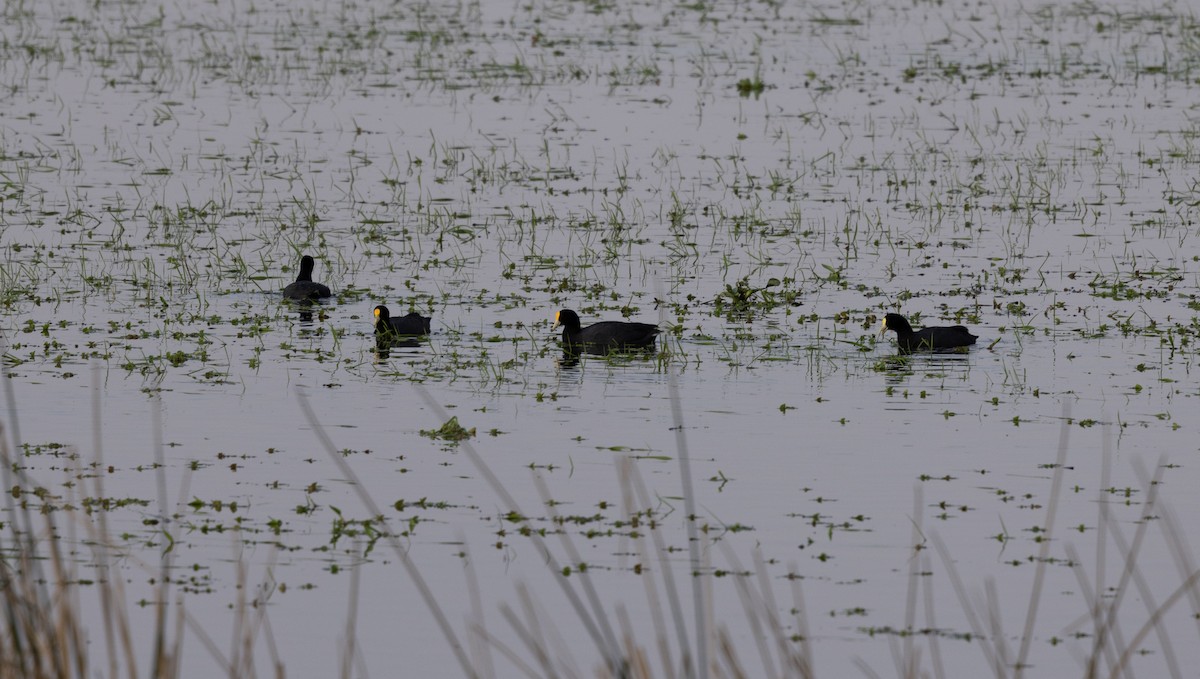 White-winged Coot - ML638469151