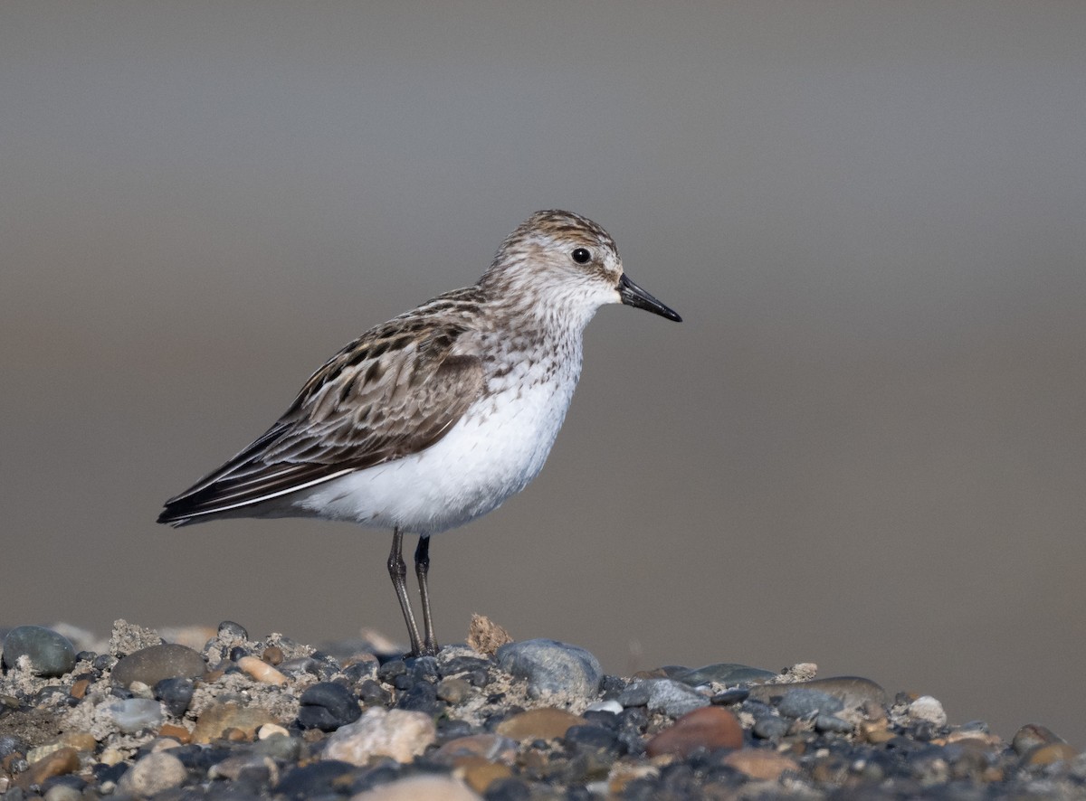 Semipalmated Sandpiper - ML638469167