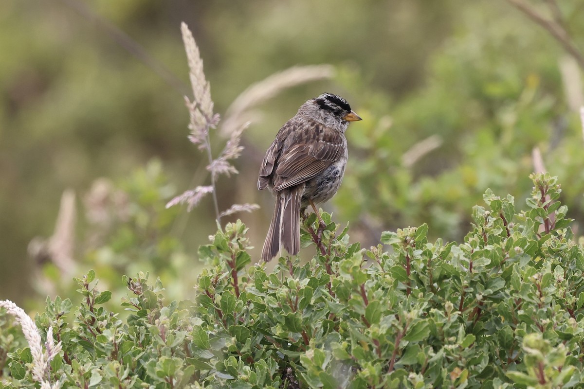 White-crowned Sparrow - ML638469179