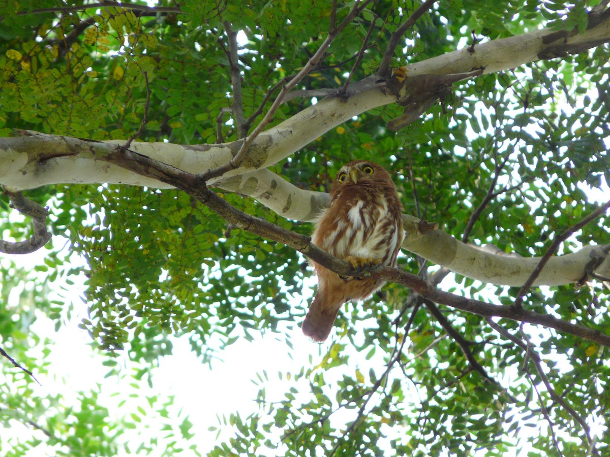 Ferruginous Pygmy-Owl - ML638469181