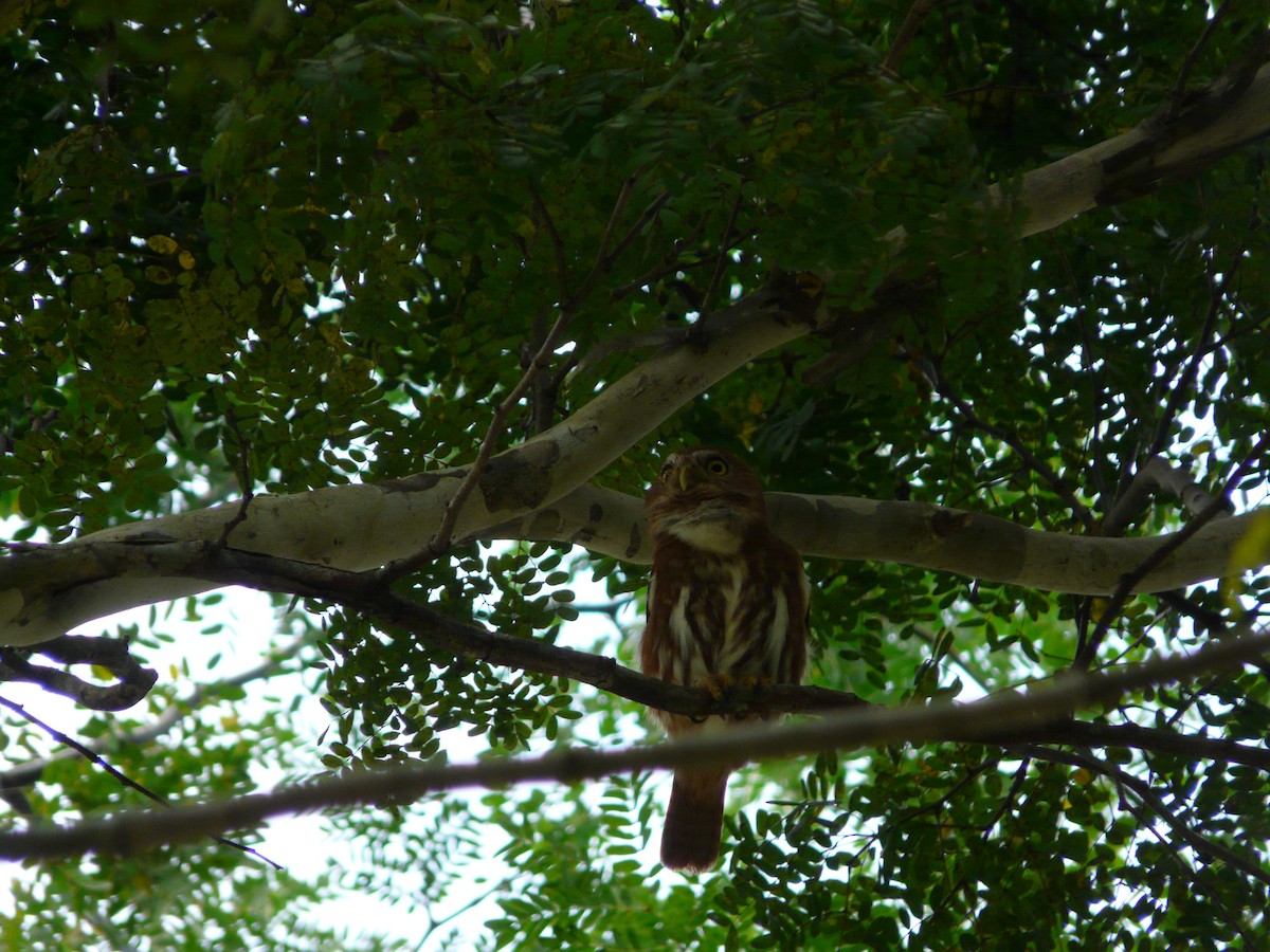 Ferruginous Pygmy-Owl - ML638469182